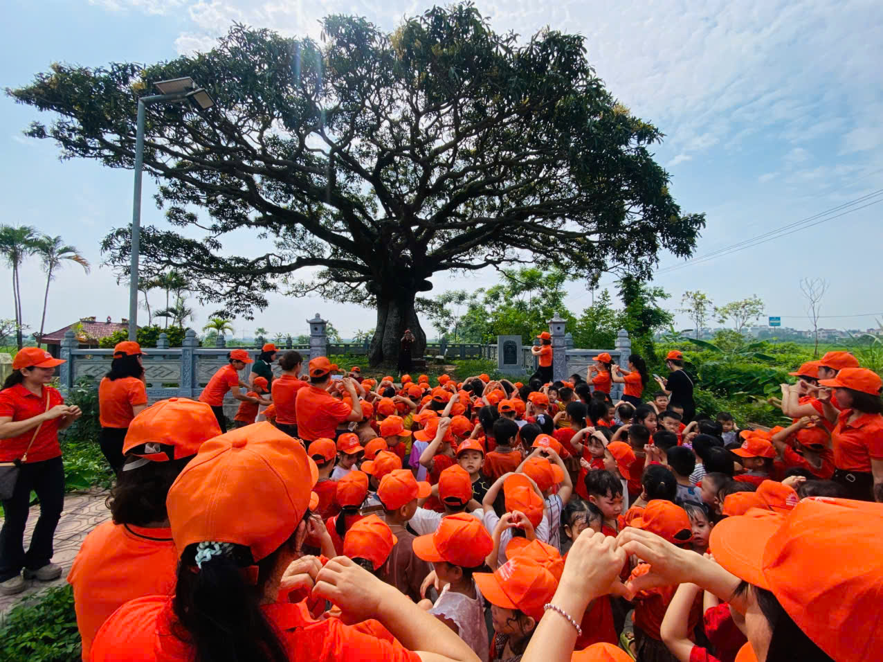 CÁC BÉ KHỐI MẪU GIÁO TRƯỜNG MẦM NON BÌNH MINH II THAM QUAN CÁNH ĐỒNG LÚA VÀ CÂY TRÔI DI SẢN VIỆT NAM